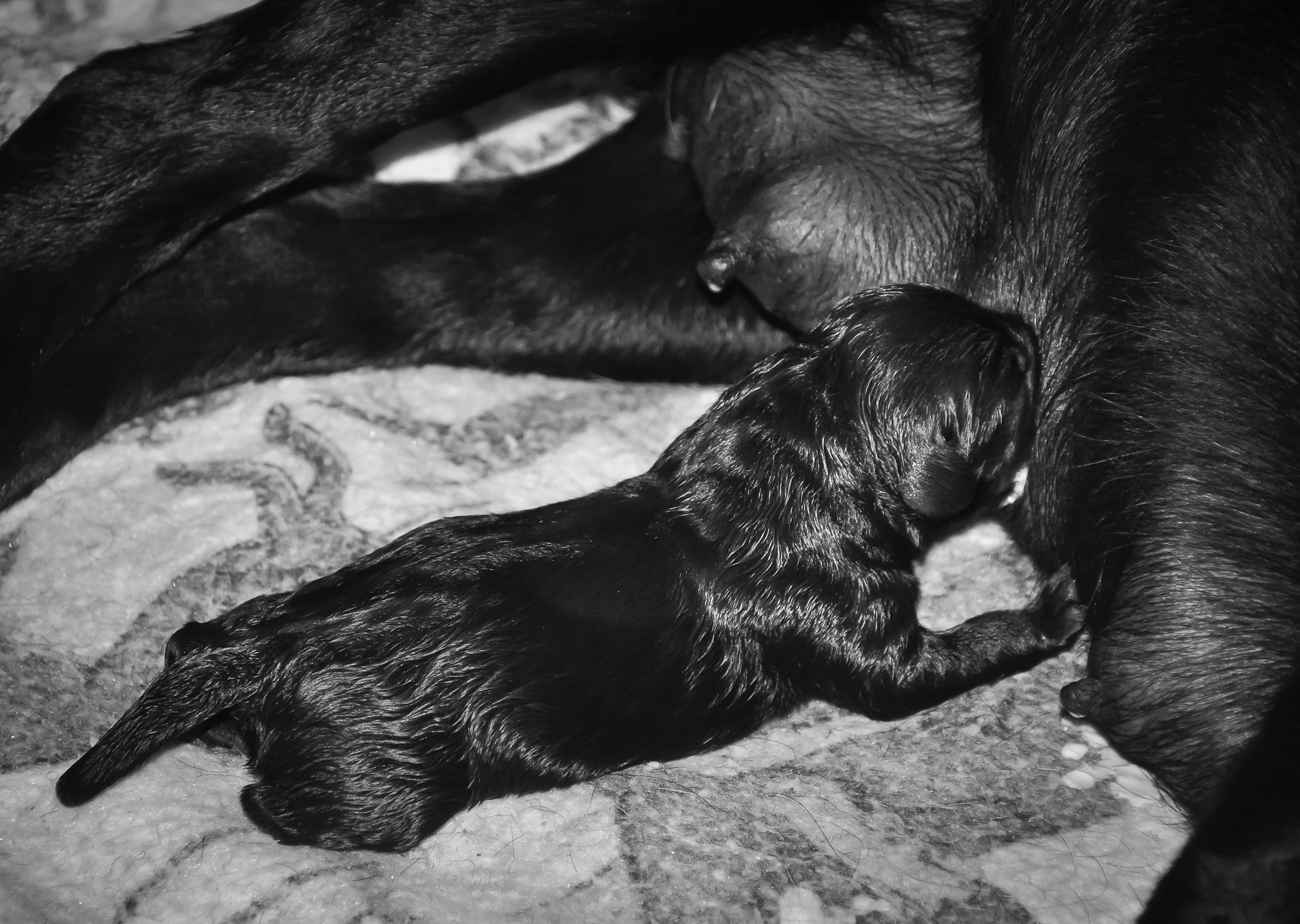 how-long-should-a-newborn-puppy-nurse