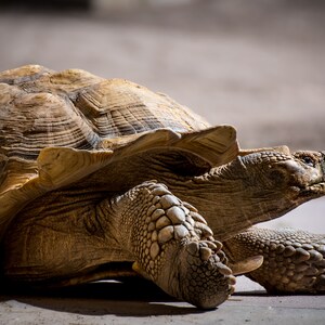 May include: A large, brown tortoise with a textured shell is positioned near a brick wall. The tortoise is facing to the right and has its head raised.
