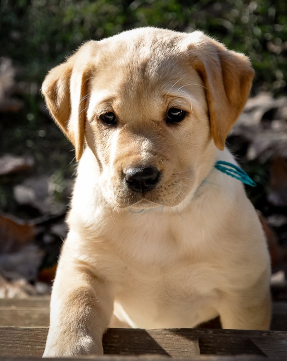 Yellow Labrador Puppy Climbing The Steps Etsy