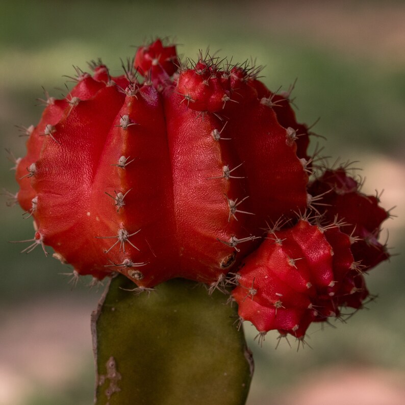 Red Cactus Square Macro