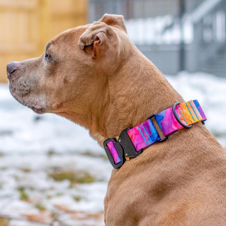Puede incluir: Un perro marr&oacute;n claro con un collar colorido con una hebilla negra. El collar presenta un dise&ntilde;o de acuarela vibrante con tonos de rosa, azul, amarillo y naranja. El perro est&aacute; al aire libre con un fondo nevado.