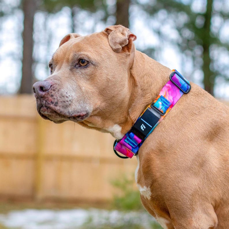 Puede incluir: Un perro de color canela con un collar colorido con un dise&ntilde;o abstracto. El collar presenta tonos de rosa, azul y morado, una hebilla negra y las letras "fi". El perro est&aacute; al aire libre.