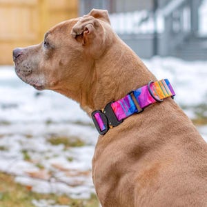 May include: A tan dog wearing a vibrant dog collar featuring a multicoloured abstract pattern in shades of pink, orange, yellow, and blue. The collar is secured with a heavy-duty black metal buckle and includes a black metal D-ring attachment.