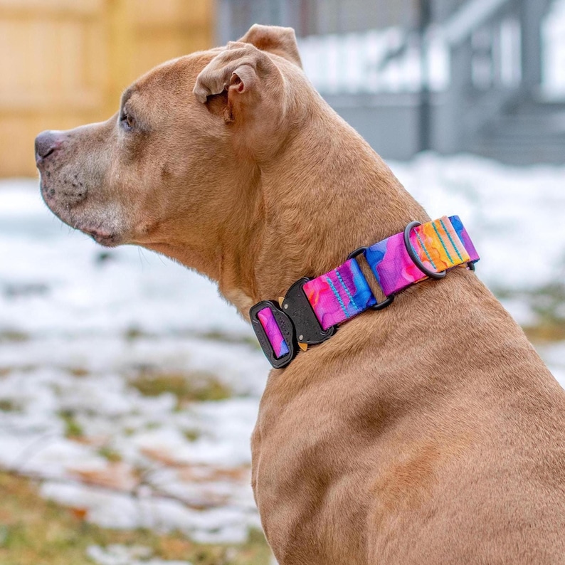 May include: A tan dog wearing a vibrant dog collar featuring a multicoloured abstract pattern in shades of pink, orange, yellow, and blue. The collar is secured with a heavy-duty black metal buckle and includes a black metal D-ring attachment.