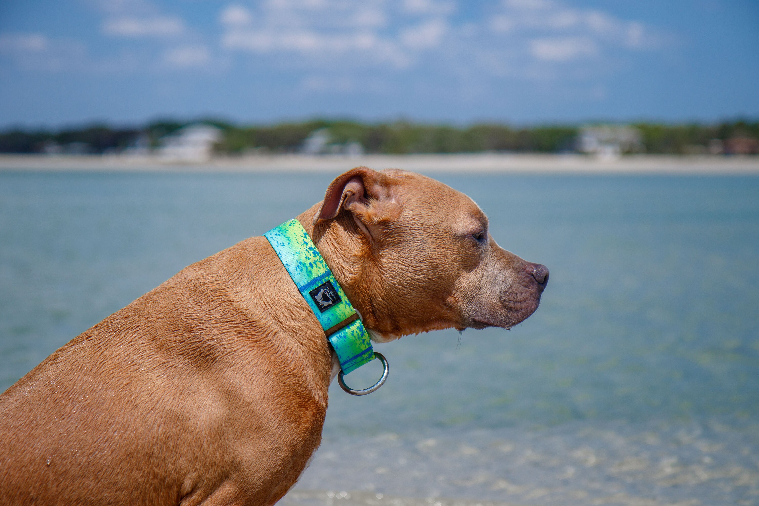 Mahi Mahi Dog Collar Fishing Pet Collar Nautical Collar Etsy