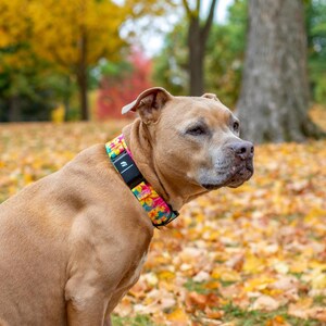 May include: A tan dog wearing a vibrant, multi-colored floral patterned collar with a black rectangular buckle featuring the Fi logo. The collar displays a bright mix of yellow, pink, and blue flowers against a green background, worn around the neck.