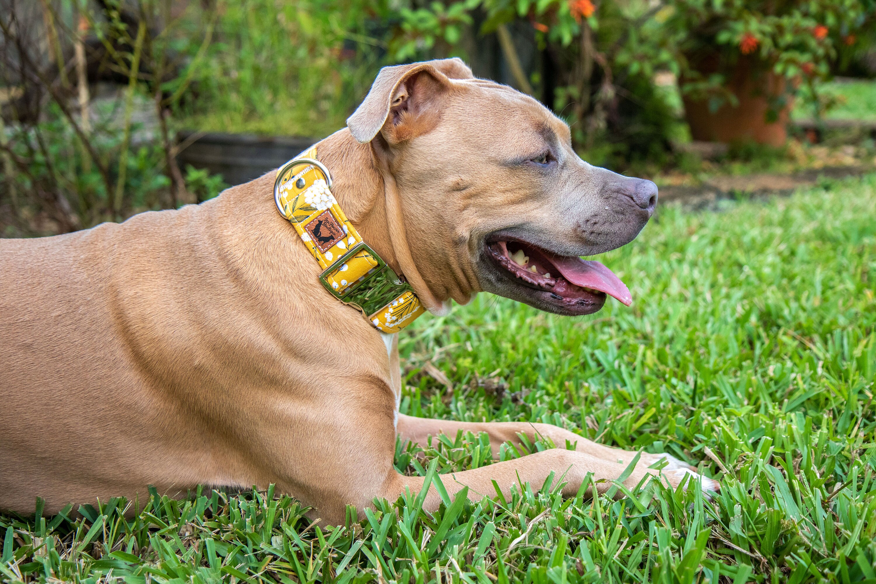 Yellow Dog Collar Fall Floral Dog Collar Girl Dog Collar Etsy