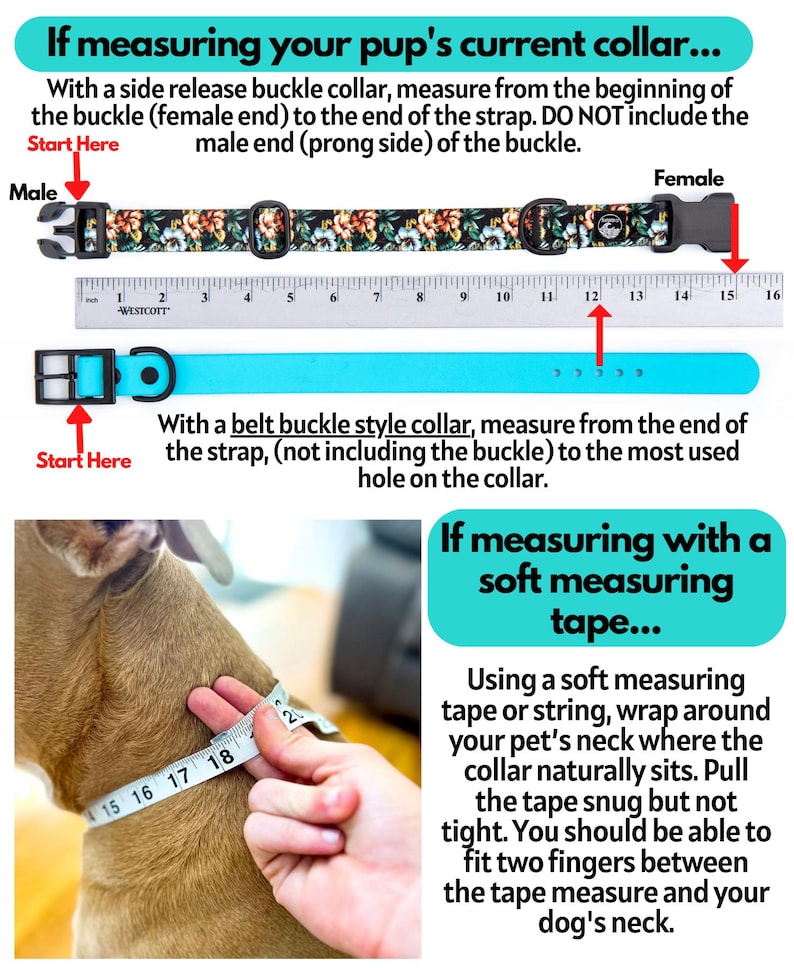 May include: An instructional graphic showing how to measure a pet collar. It features a floral side-release buckle collar and a solid turquoise belt-style collar next to a 16-inch Westcott ruler, plus a photo of a dog being measured with a tape.