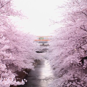 May include: A view of a river flowing through a tunnel of pink cherry blossoms. A train is visible in the distance.