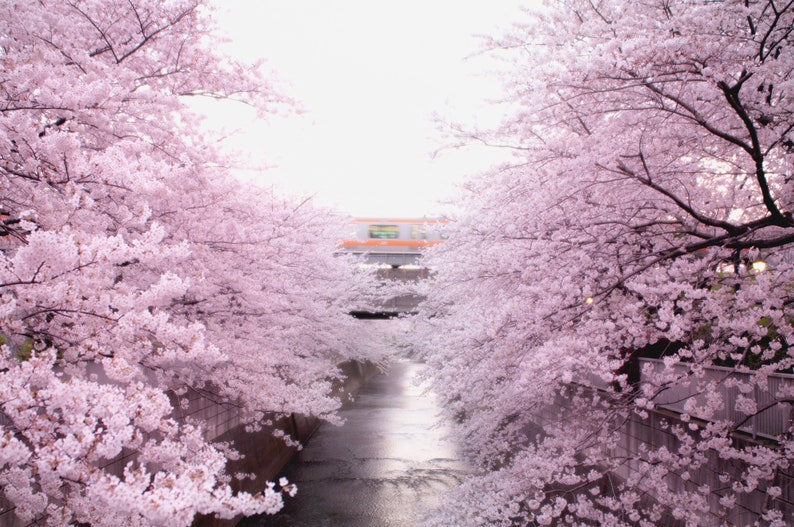 May include: A view of a river flowing through a tunnel of pink cherry blossoms. A train is visible in the distance.