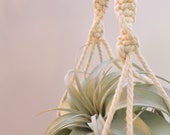 Air plant hanger - xerographica plant hanger - boho home decor - xerographica air plant holder