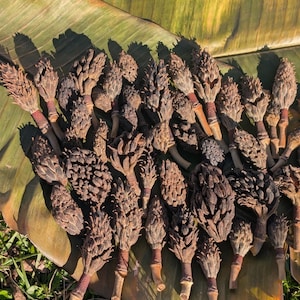 Magnolia tree seeds - Etsy 日本