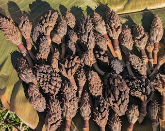Gereinigte und getrocknete Magnolien Samenkapseln