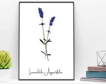 Lavender Printable Painting Nature Herbalism Art Kitchen Violet