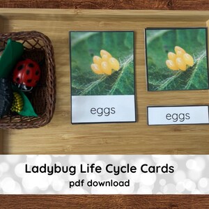 Life Cycle of Ladybug Cards Montessori