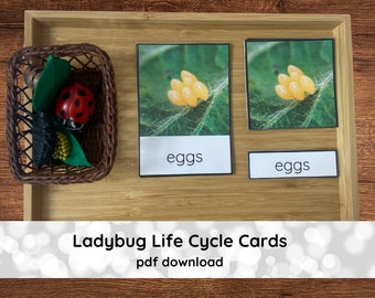 Life Cycle of Ladybug Cards Montessori