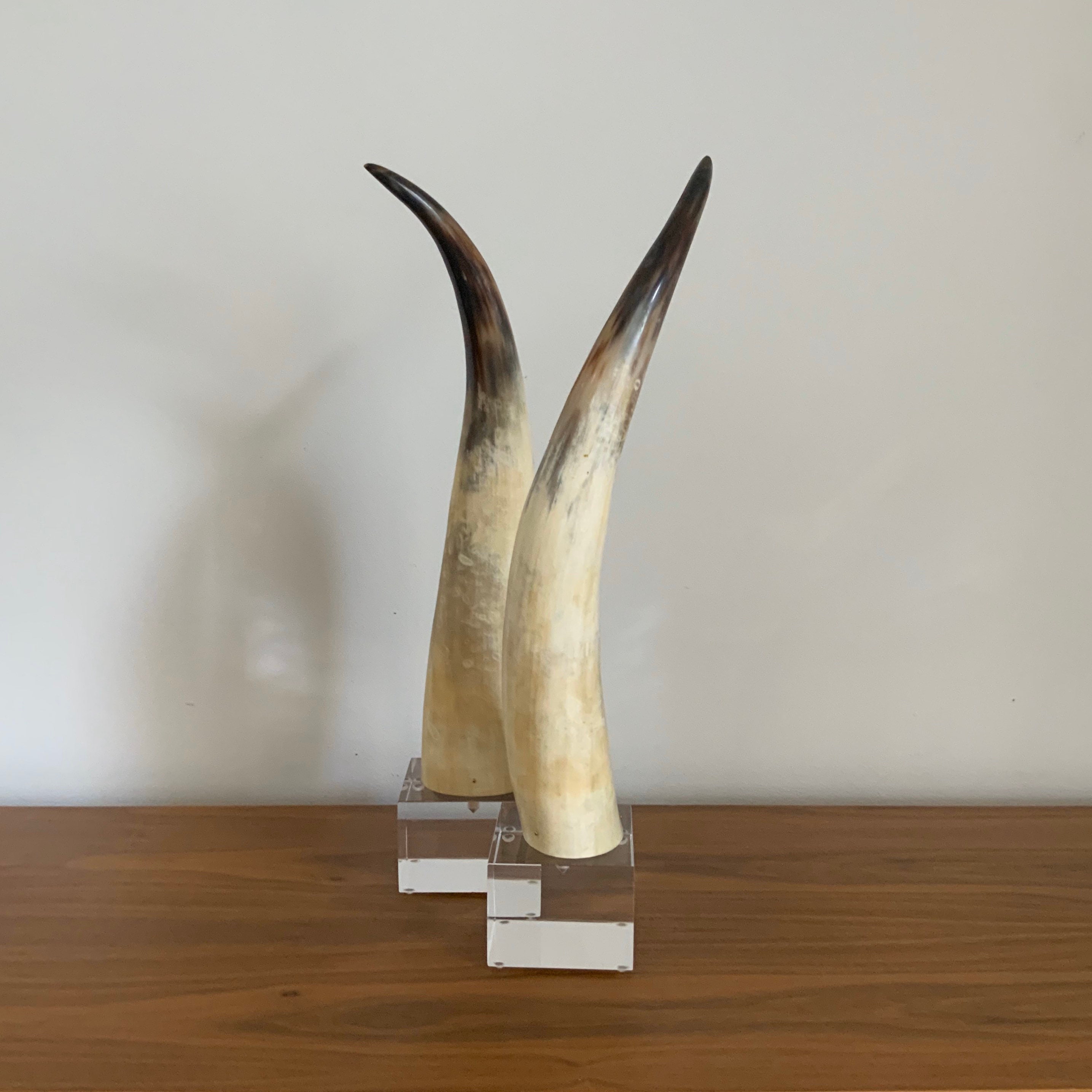 Pair of Natural Bull Horns Mounted on Lucite Base. Etsy