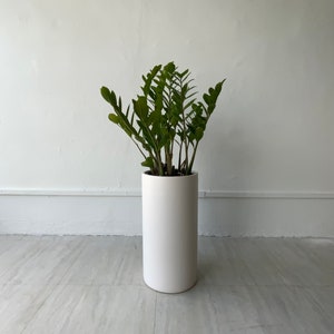 May include: A green leafy plant in a white ceramic pot. The plant is in a white room with a white floor.
