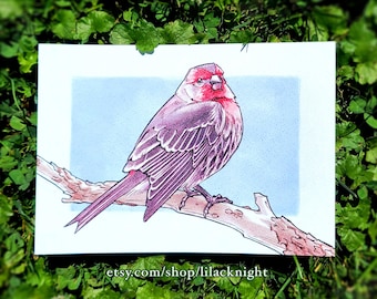 House Finch - Mini Print