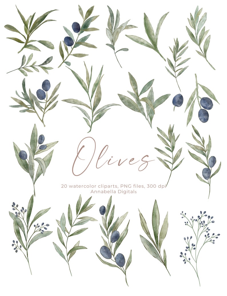 20 Olives Watercolor Clipart Greenery Clipart Individual PNG - Etsy