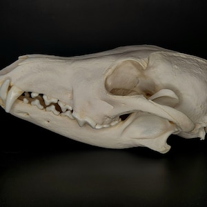 Real Coyote Skull | Real Animal Bones | Real Animal Skull | Oddities & Curiosities