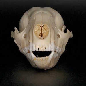 Real Raccoon Skull | Grade A