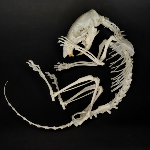 Articulated Chipmunk Skeleton | Real Animal Bones | Skeletal Taxidermy