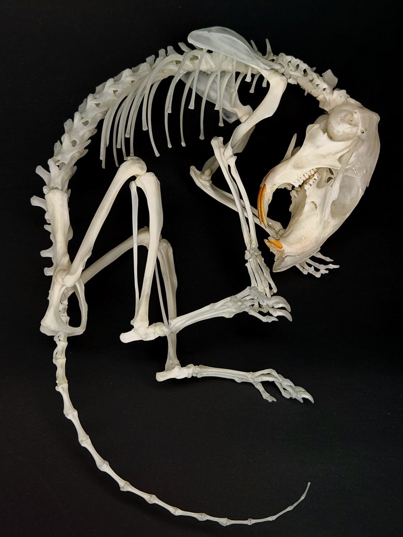 Articulated Chipmunk Skeleton Real Animal Bones Skeletal Taxidermy - Etsy