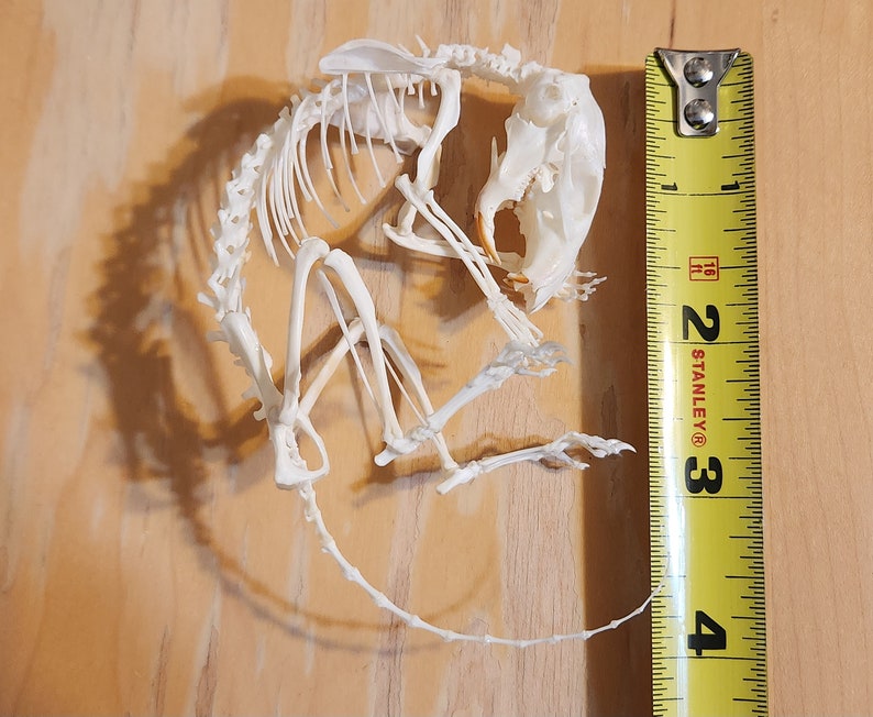 Articulated Chipmunk Skeleton Real Animal Bones Skeletal Taxidermy - Etsy