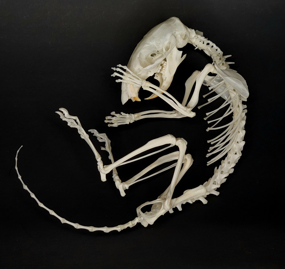 Articulated Chipmunk Skeleton Real Animal Bones Skeletal Taxidermy - Etsy