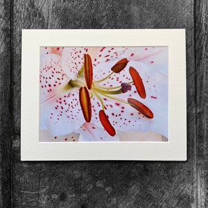 Lirio blanco, Fotografía natural, Imagen de flores, Foto montada, Impresión de flores, Arte mural de flores, Decoración floral, Regalo de fotografía.