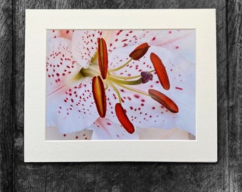 White Lilly, Natural Photography, Flower Picture, Mounted Photo, Flower Print, Flower Wall Art, Floral Decor, Photography Gift.
