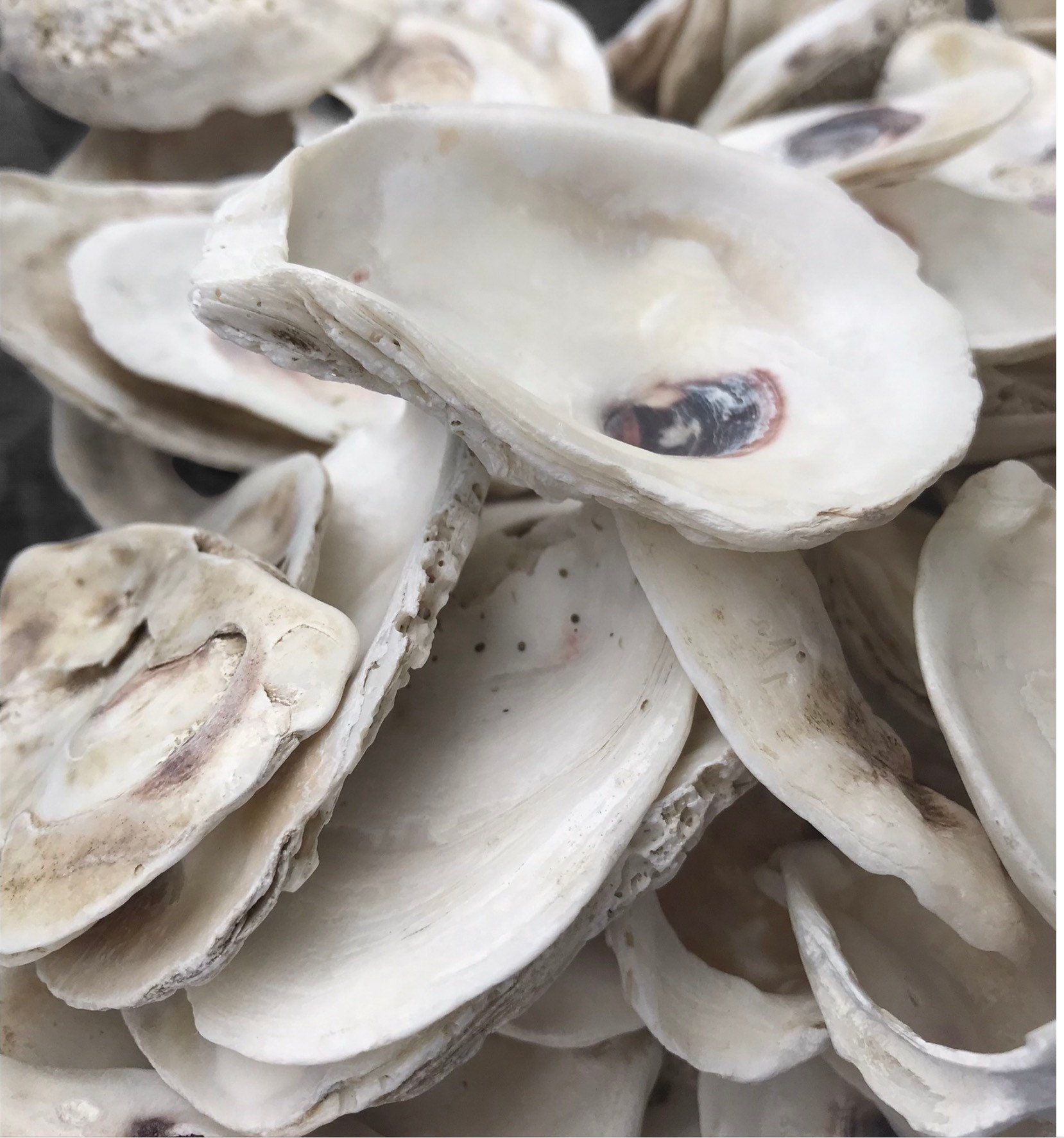 50 Coquilles D'huîtres Pré-percées Pour Artisanat - Taille 2-4 Pouces - Fait Main - États-Unis