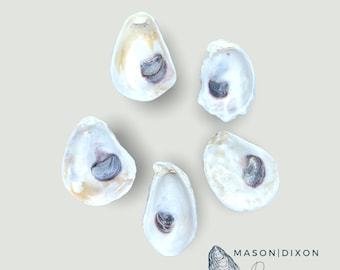 Oyster Shells (2.5"-3") New England Shells | Craft & Jewelry Making Supply | Wedding | Coastal Living Decor Home | Shell Beach Crafts
