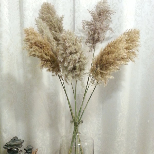 EXTRA LARGE Pampas Grass, Fluffy Natural Long Plume, Dried Flower Arranging, Wedding Arch, Centerpiece, Tall Vase, Home Decor, Boho Wedding