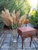 Pampas Grass EXTRA/Natural Organic pampas/One(1)Stem/Dry Flowers/Dried Pampas Grass/Rustic Wedding/Tall Vase/Flower Arrangment/Boho Wedding 