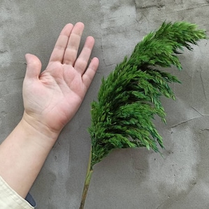 May include: A hand with an open palm is shown next to a long, green, feathery plant with a textured background.