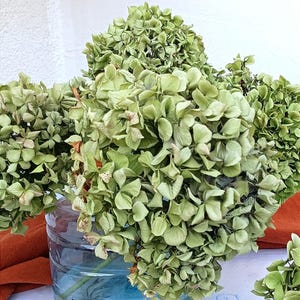 3 Stem Dried Hydrangea Microphylla: Light Green Boho Wedding Decor