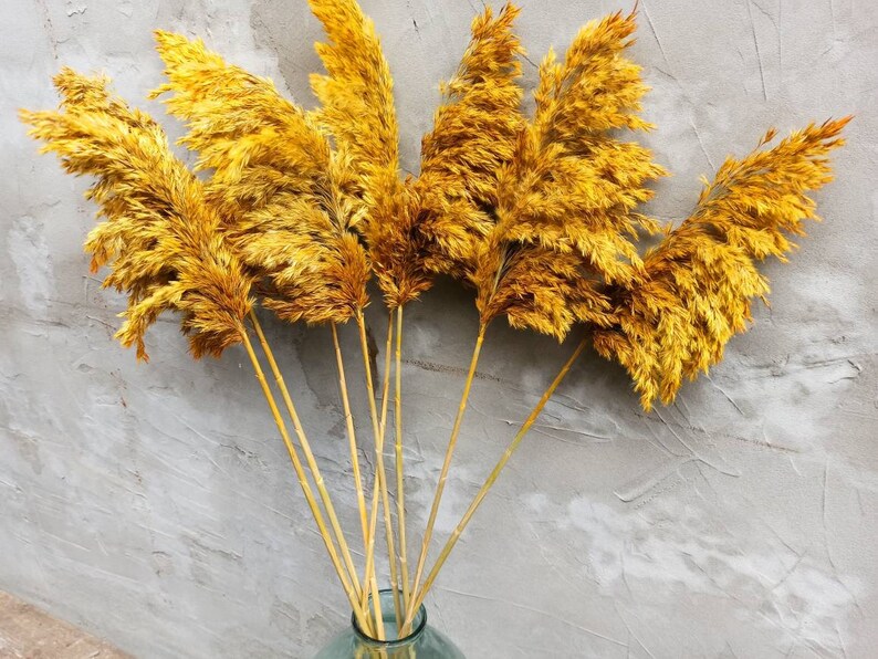 Dried Pampas Grass Bouquet 10st, Yellow Decor, Tall Vase, Natural Dried