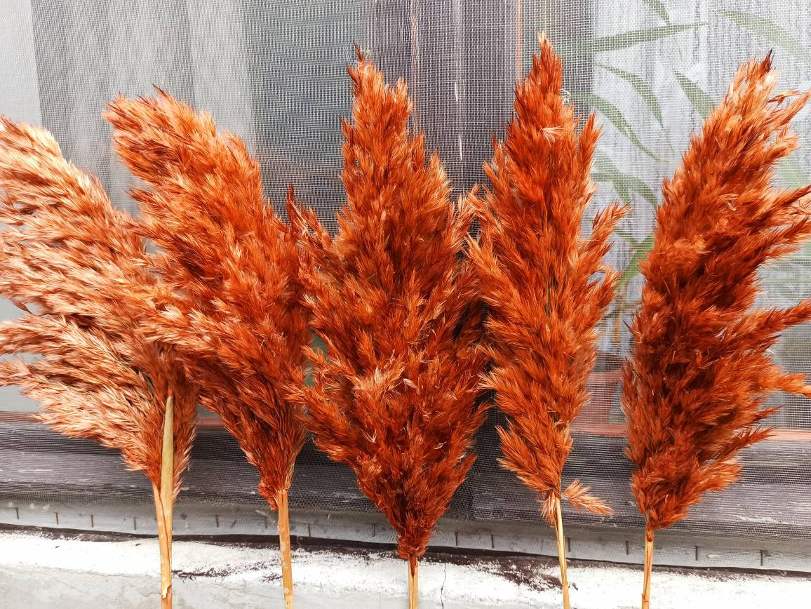 Natural Pampas Grass/ORANGE Colored/One1Stem Price/Dried Etsy