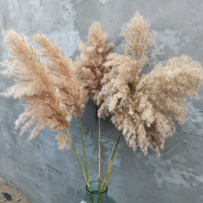 FLUFFY PAMPAS GRASS/Natural Dry Reeds Etsy