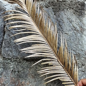 Golden Dried Palm Leaves (6 stems): Boho Wedding Christmas Decor