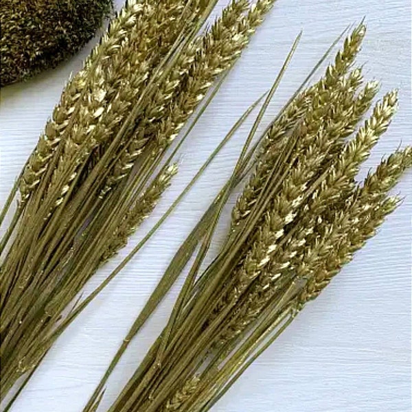 GOLDEN WHEAT Bunch 20Ps, Dried Wheat Bundle for Living Room, Dry Wheat for Wreath, Golden Decoration, Natural  Wheat, Gold Wedding Decor