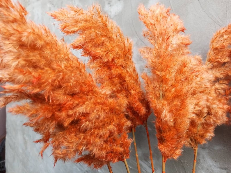 EXTRA FLUFFY Pampas Grass/ORANGE Colored/Long Etsy