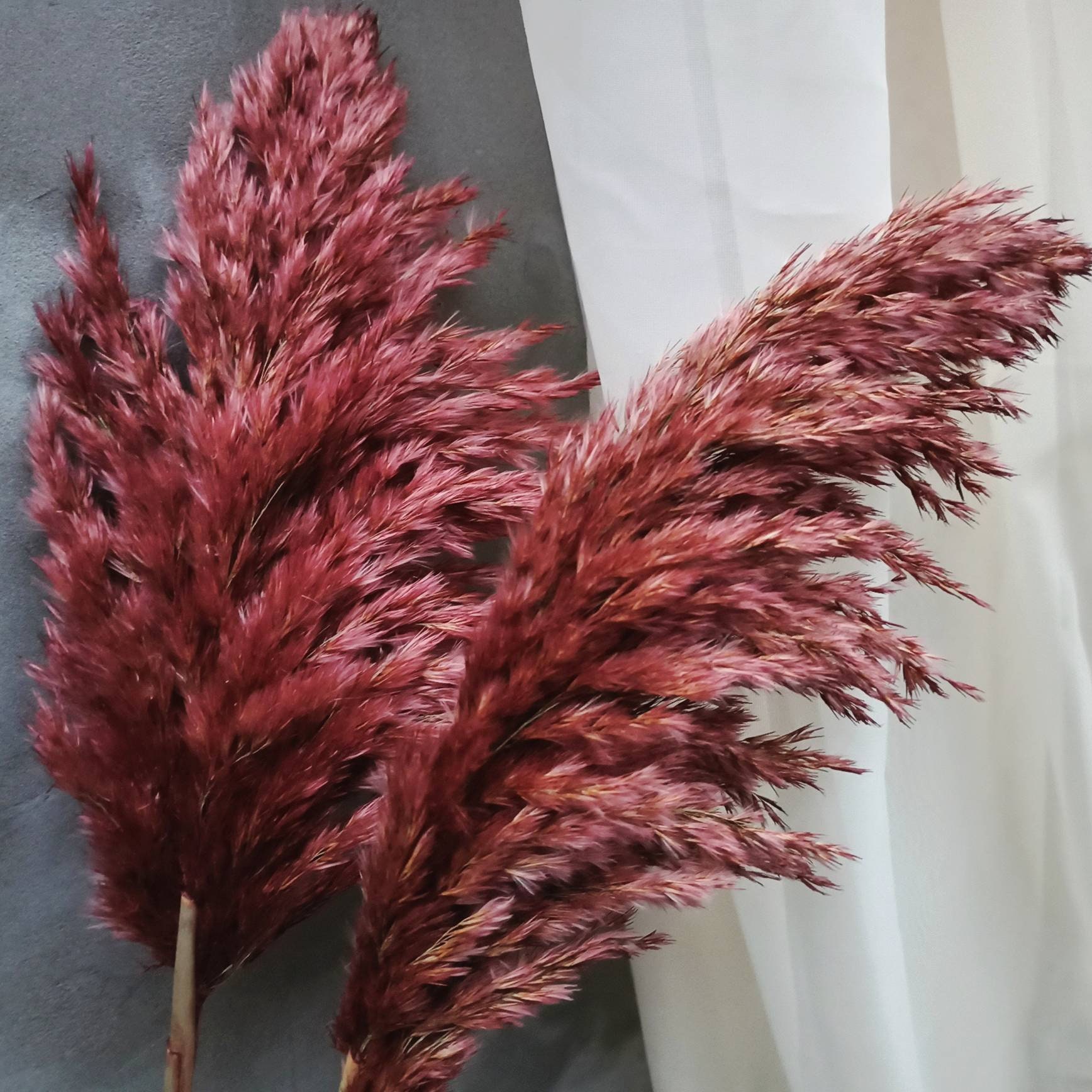 PAMPAS GRASS FLUFFY Natural One1stem Bordeaux Colored/long Etsy Canada