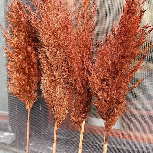 EXTRA Pampas Grass Terracotta Colour, One(1)Stem, Wedding Rustie, Home Decor, Centerpiece Vase, Flower Arrangement, Dry Bouquet, Long Pampas