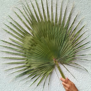 Jumbo Dried Fan Palm Leaf: Natural Tropical Home Decor