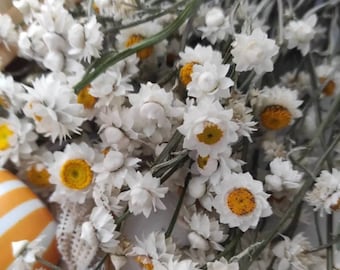 MINI Dried AMMOBIUM One(1)Stem, White dry flowers, Mini daisies for Coffee table decor, Wildflowers daisies, Boho decor, White daisies