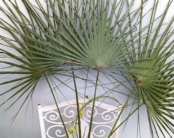 Dried Palm Leaves (2 Stems): Old Green Boho Tropical Wedding, Antique Palm Arrangement