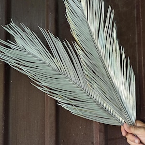 Silver Dried Palm Leaves: Rustic Wedding Decor, 6 stems